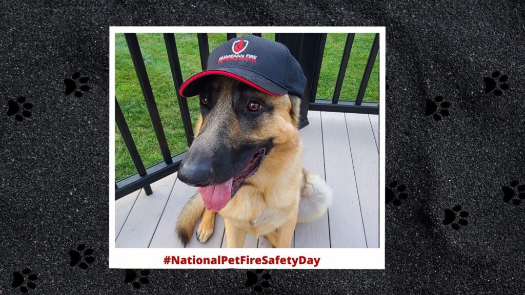 Dog wearing a hat with a logo that reads "Guardian Fire Protection."